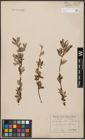 Foto von Salix aurita L. x Salix repens L.